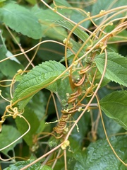 Cuscuta gronovii