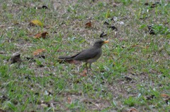 Turdus pelios