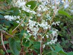 Fallopia baldschuanica