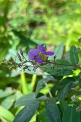 Desmodium ciliare