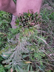 Oenothera