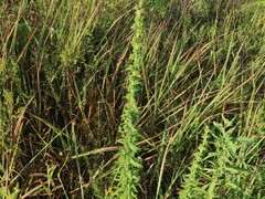 Liatris squarrulosa