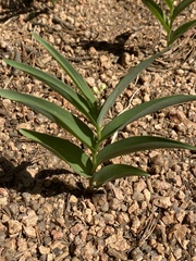 Maianthemum stellatum