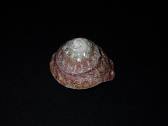 Astralium tentoriiforme