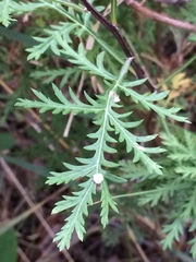 Artemisia gmelinii