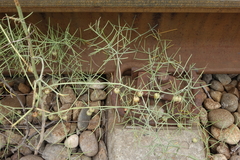 Asparagus verticillatus
