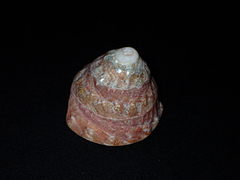 Astralium tentoriiforme