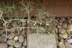 Asparagus verticillatus