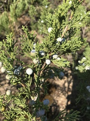 Juniperus sabina