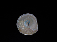 Astralium tentoriiforme