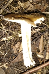 Russula cerolens