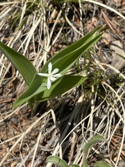 Maianthemum stellatum