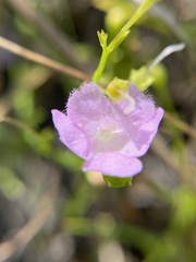 Agalinis skinneriana