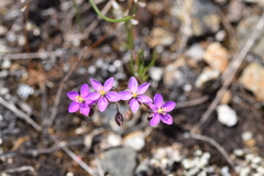 Spergularia purpurea
