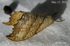 Drepana bilineata