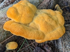 Aurantiporus croceus