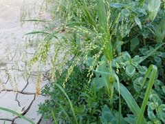 Panicum miliaceum