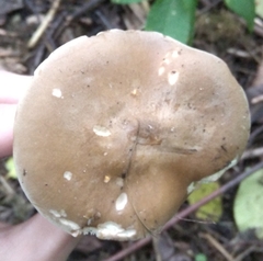 Russula cerolens