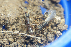 Euponera pilosior