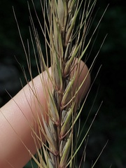 Elymus riparius
