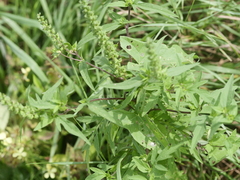 Ambrosia artemisiifolia
