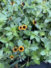 Sanvitalia procumbens