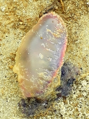 Physalia physalis