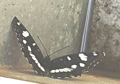 Limenitis reducta