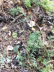 Astragalus austrosibiricus
