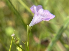 Agalinis skinneriana
