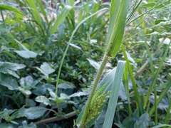 Panicum miliaceum