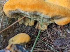 Aurantiporus croceus
