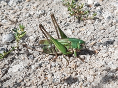 Decticus verrucivorus
