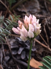 Astragalus austrosibiricus