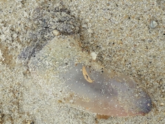 Physalia physalis