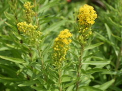 Solidago sempervirens