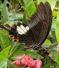 Papilio iswara