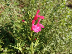 Salvia microphylla