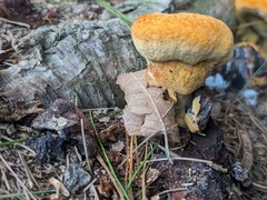 Aurantiporus croceus