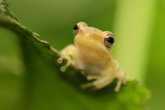 Polypedates maculatus