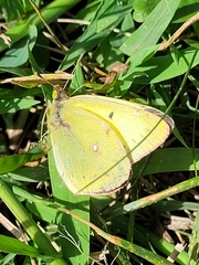 Colias philodice