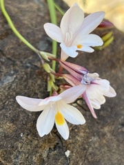Freesia sparrmanii