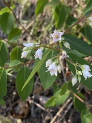 Apocynum androsaemifolium