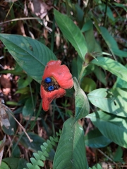 Palicourea tomentosa