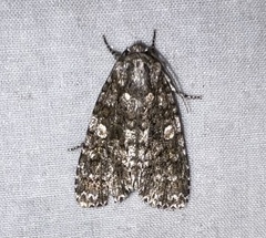 Acronicta afflicta
