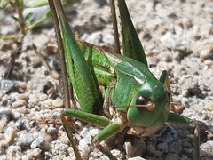 Decticus verrucivorus