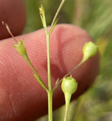 Agalinis skinneriana