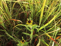 Rudbeckia missouriensis