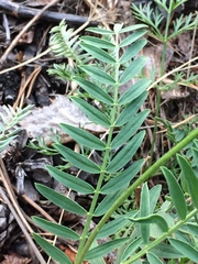 Astragalus austrosibiricus