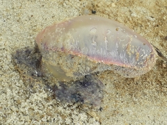 Physalia physalis